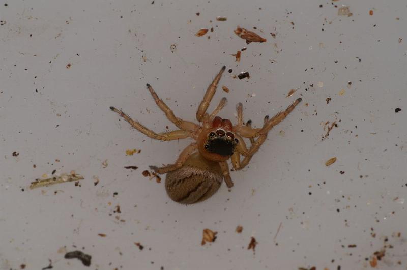 Lycidas_scutulatus_D7806_Z_89_North Stradbroke island_Australie.jpg